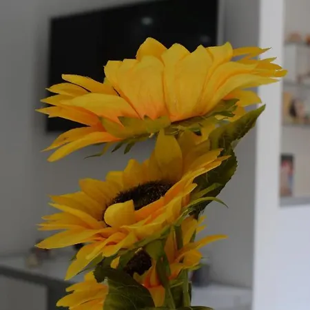 K&v Veliko Gradište