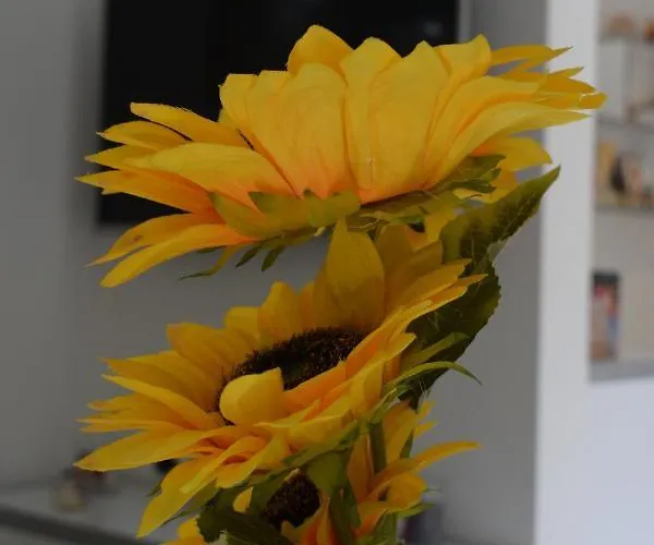 K&v Veliko Gradište